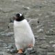 Croisière Iles Subantartiques : faune unique
